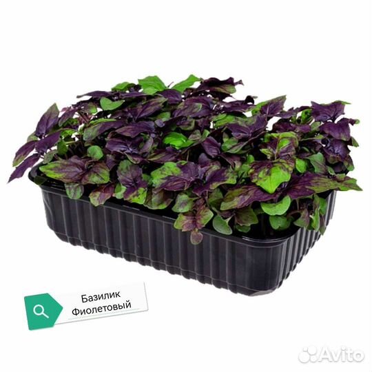 Микрозелень