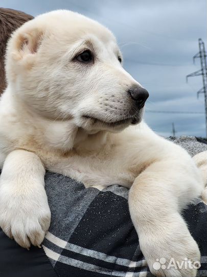 Среднеазиатская овчарка алабай щенки