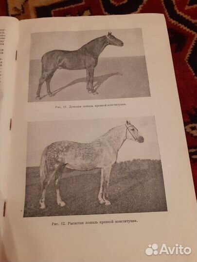 Книга о лошади