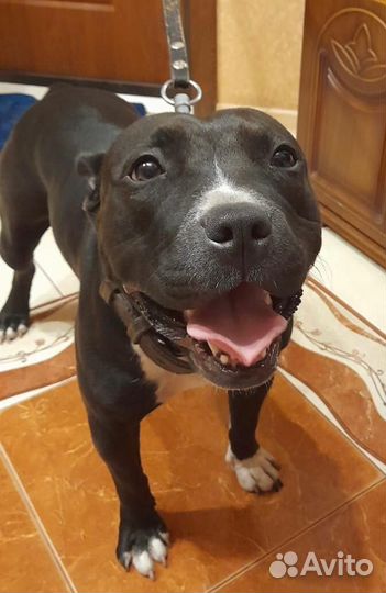 Щенки питбуля