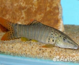 Боция тигровая (пара), Пистия