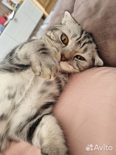 Шотландская кошка