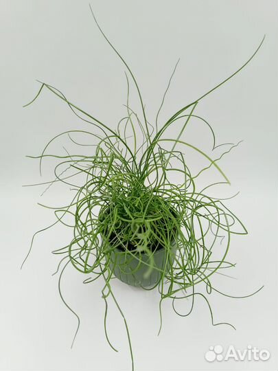 Джункус Спиральный (Juncus)