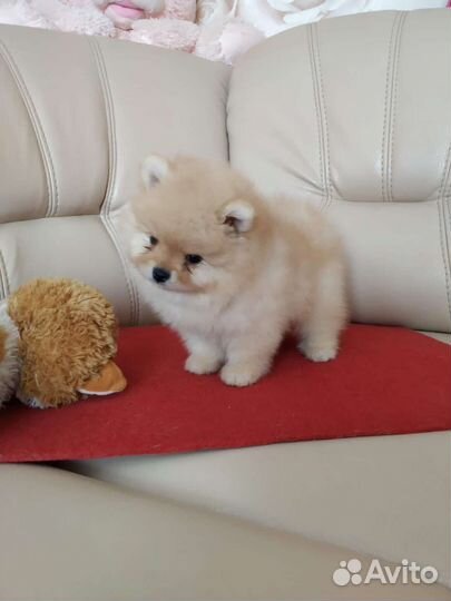 Щенки померанского шпица