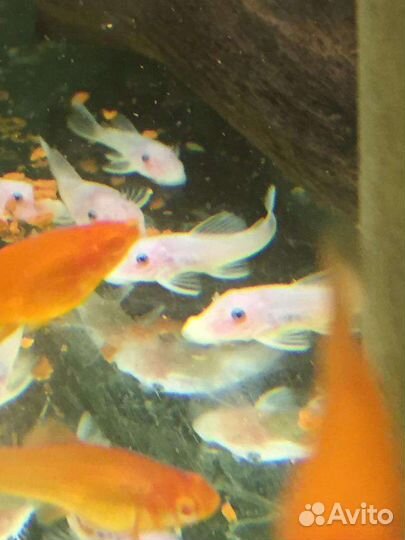 Анцитрус L 144 снежок