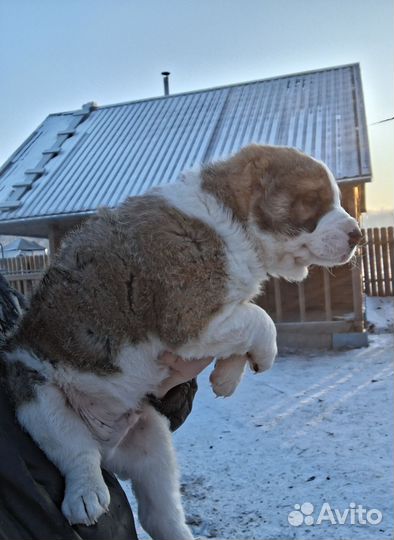 Среднеазиатская овчарка