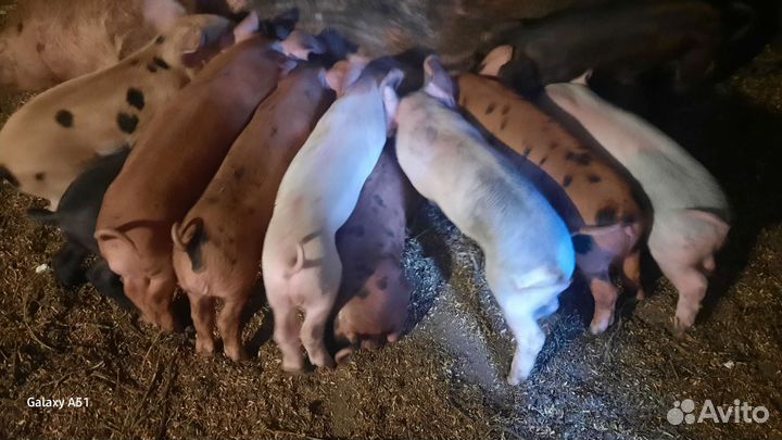 Продаются месячные поросята