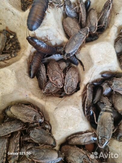 Мраморные тараканы