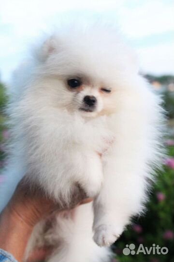 Померанский шпиц, чихуахуа