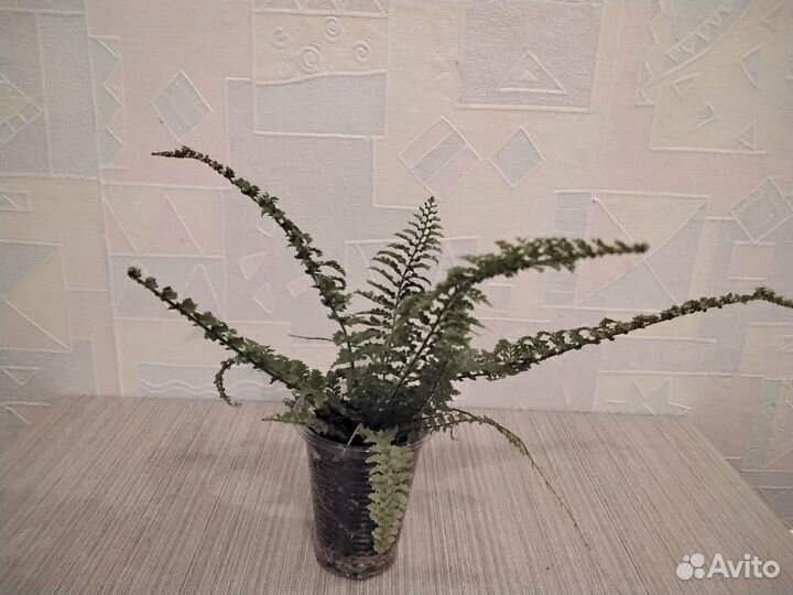 Комнатные цветы