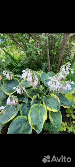 Облепиха вишня и другое