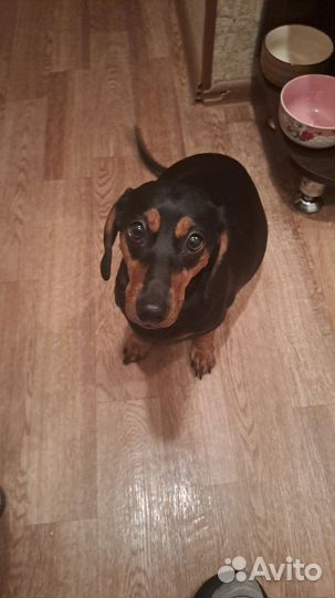 Щенки таксы