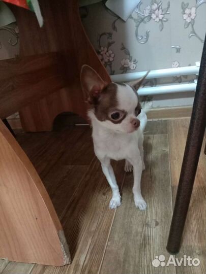 Чихуахуа мальчик