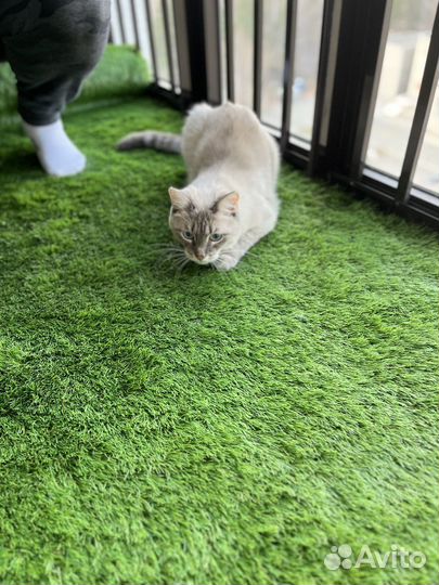 Кот