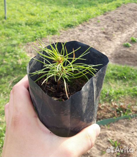 Кедр Корейский саженцы зкс