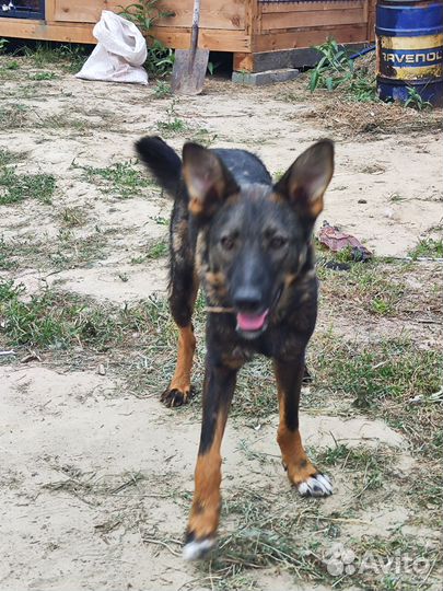 Фенотип бельгийской