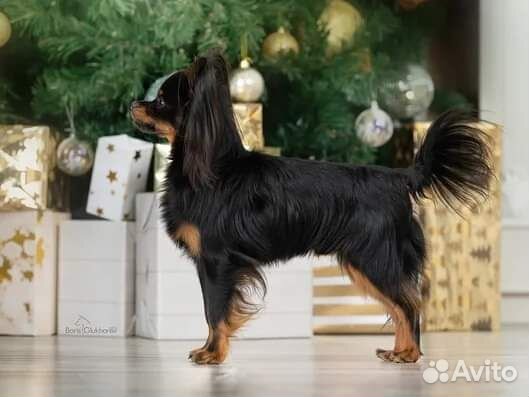 Продам Русский той