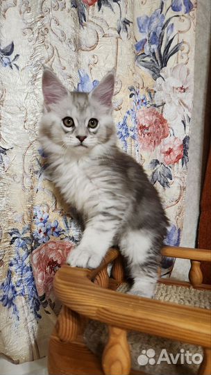 Котята мейн-кун
