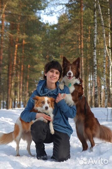 Собака для фотосессии/съемок