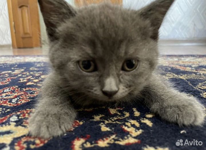 Котеночек 2 месяца