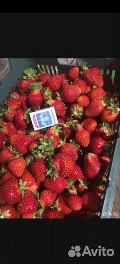 Рассада клубники