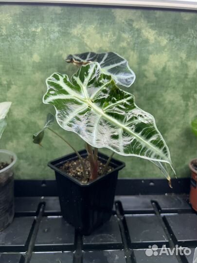 Алоказия полли