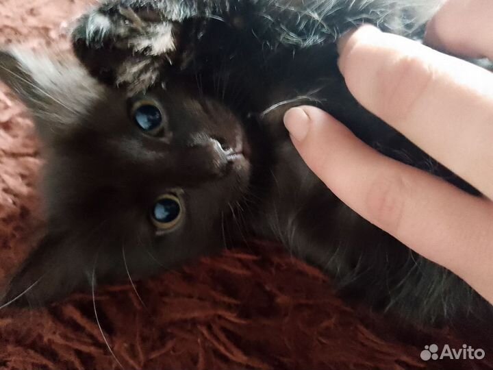 Котенок в добрые руки