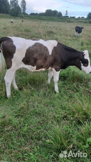 Тёлка/Корова