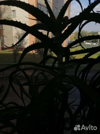 Алоэ лечебный