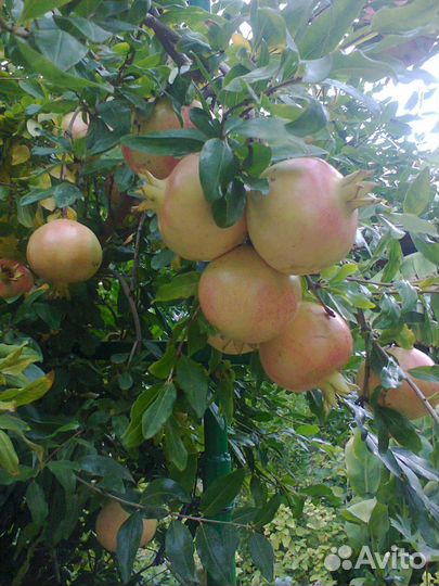 Саженцы хурмы, гранат, инжир