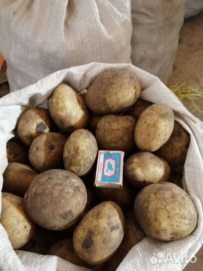 Продам картофель