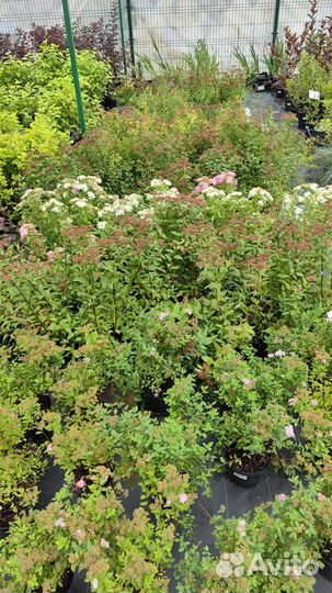Гортензии спирея лапчатка газон ели доставим/садим