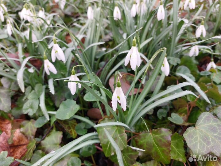 Подснежники луковицы. Цветы весны