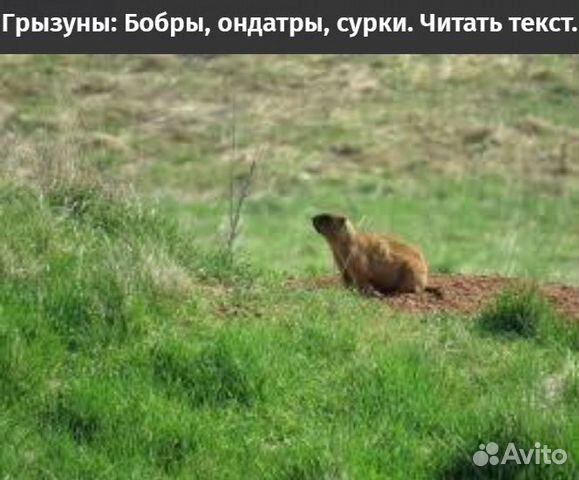 Фильмы о животных мира кто имено читать текст