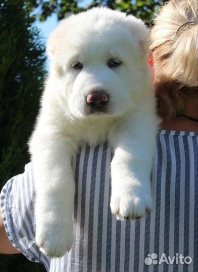 Среднеазиатская овчарка