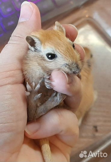 Монгольская песчанка