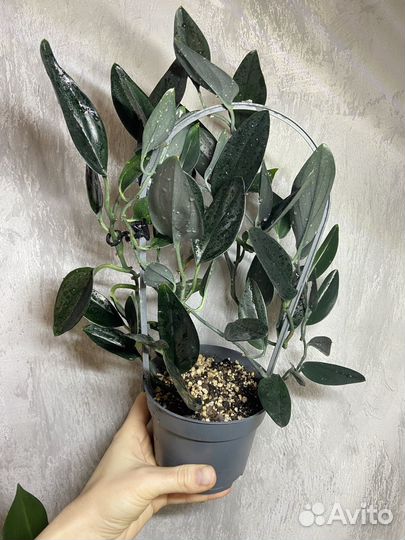 Сциндапсус дарк форм