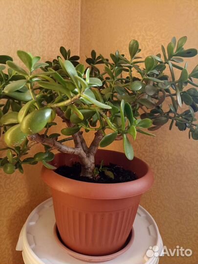 Крассула толстянка