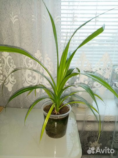 Сансевиерия, панданус, аихризон, хлорофитум