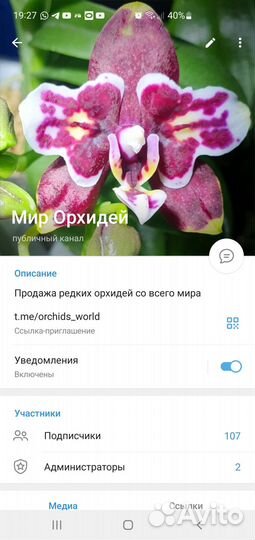 Орхидеидастибель,лиодоро,биондоро,кокодоро,минимар