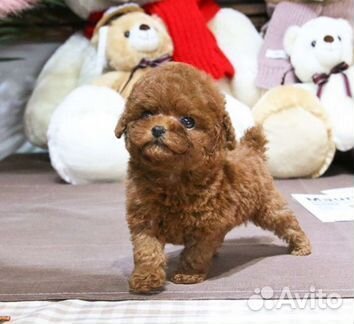 Мальтипу крошки