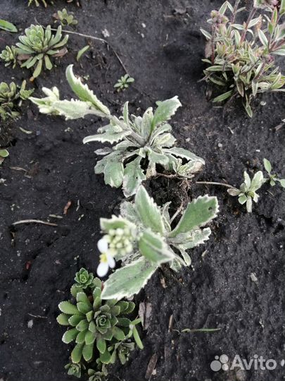 Арабис Вариегата