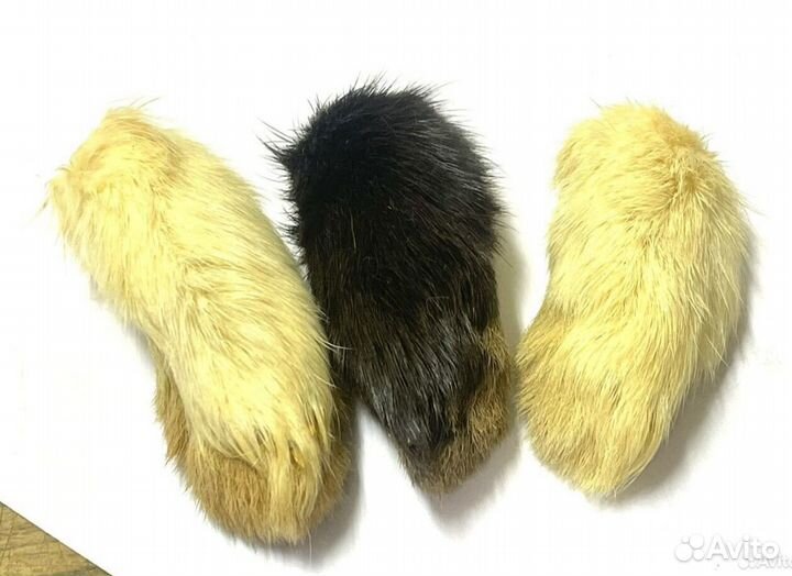 Кроличья лапка