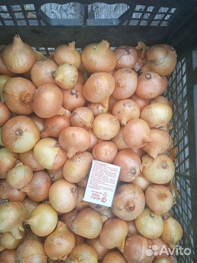 Лук семейный на посадку