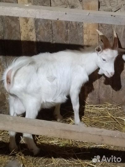 Козел зааненский