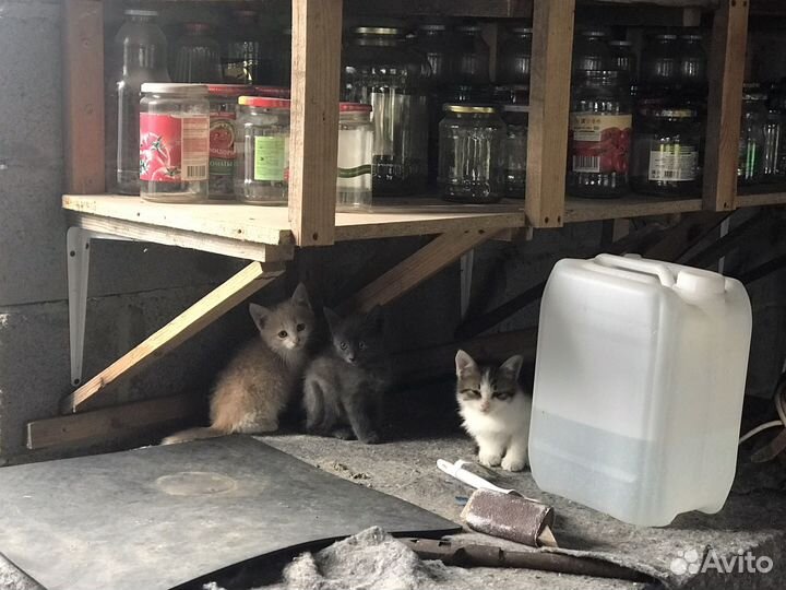 Котята бесплатно