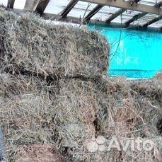 Куры несушки, ломан браун И легорн