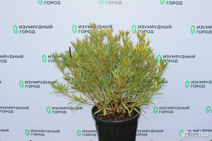 Редкий Олеандр Карликовый papa gambetta 25 л