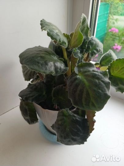 Фиалки 2 шт и кактус