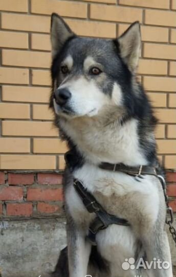 Щенки хаски